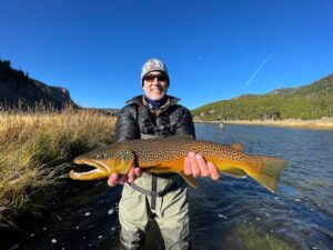 Brown trout in yellowstone national park fly fishing